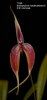 Bulbophyllum masdevalliaceum  (7)